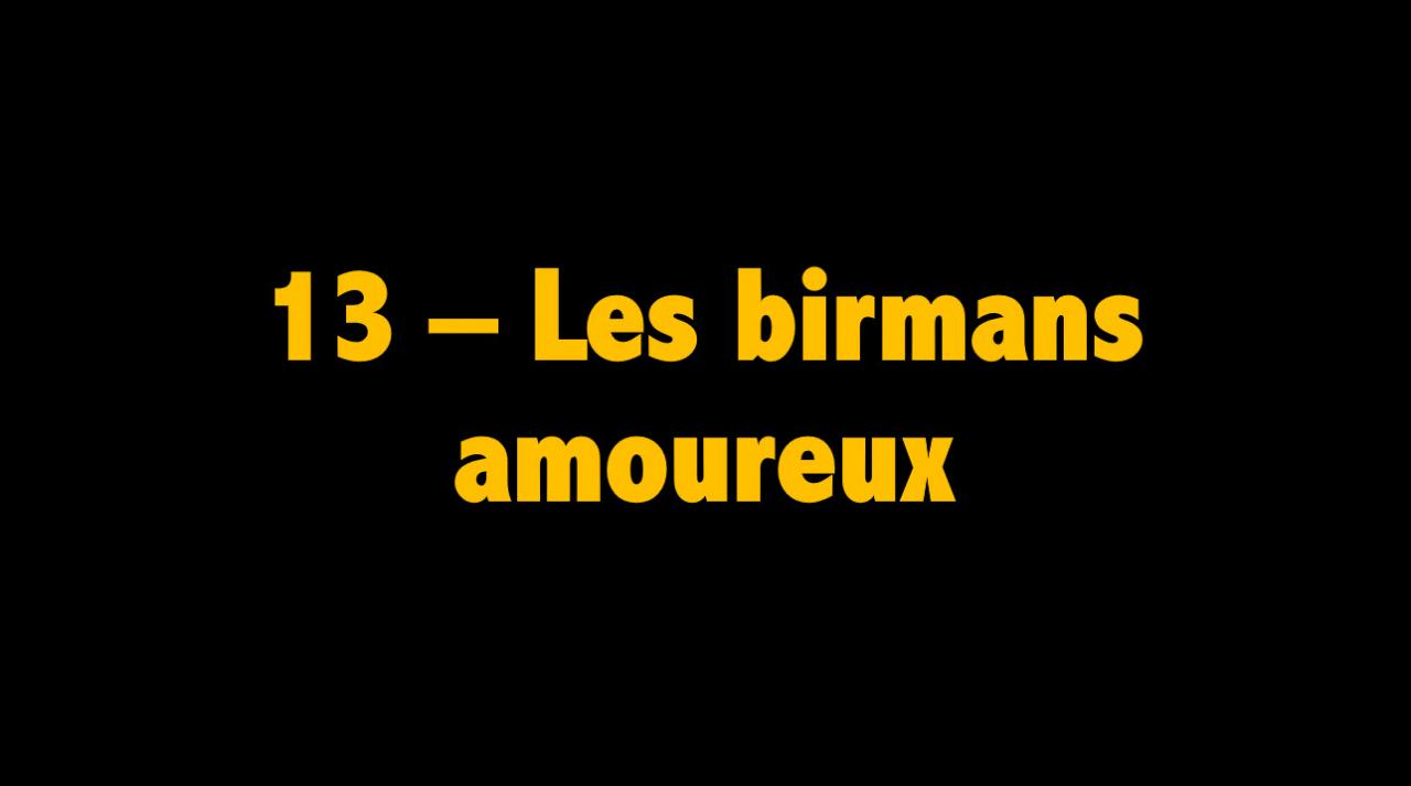 13 Les birmans amoureux