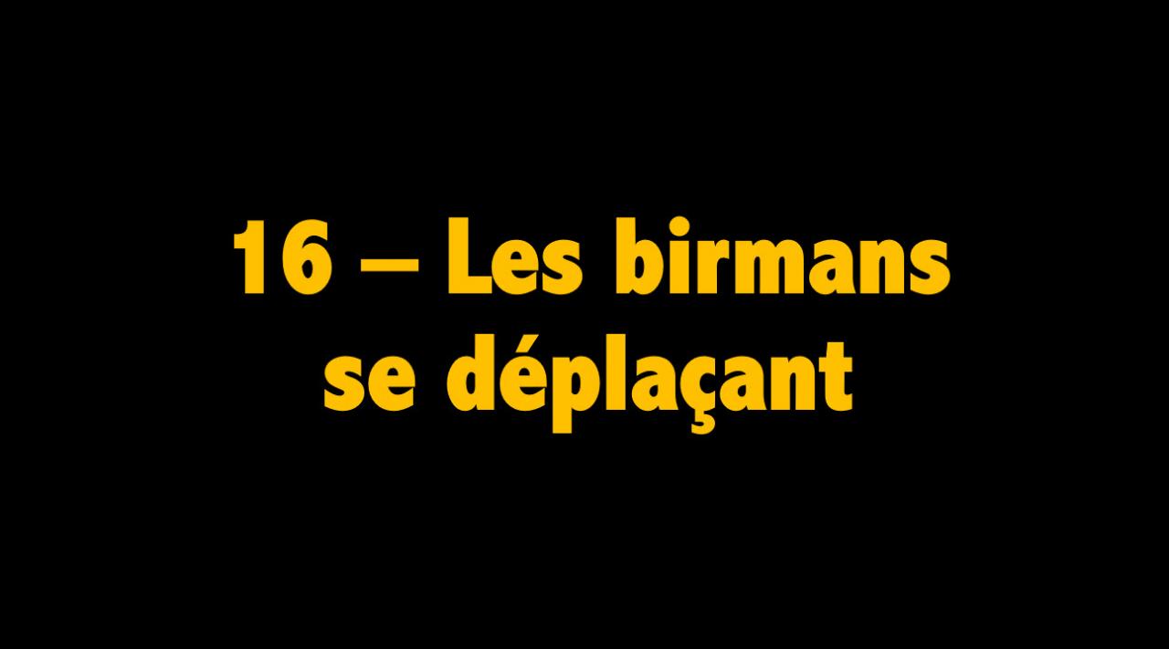 16 Les birmans se déplaçant