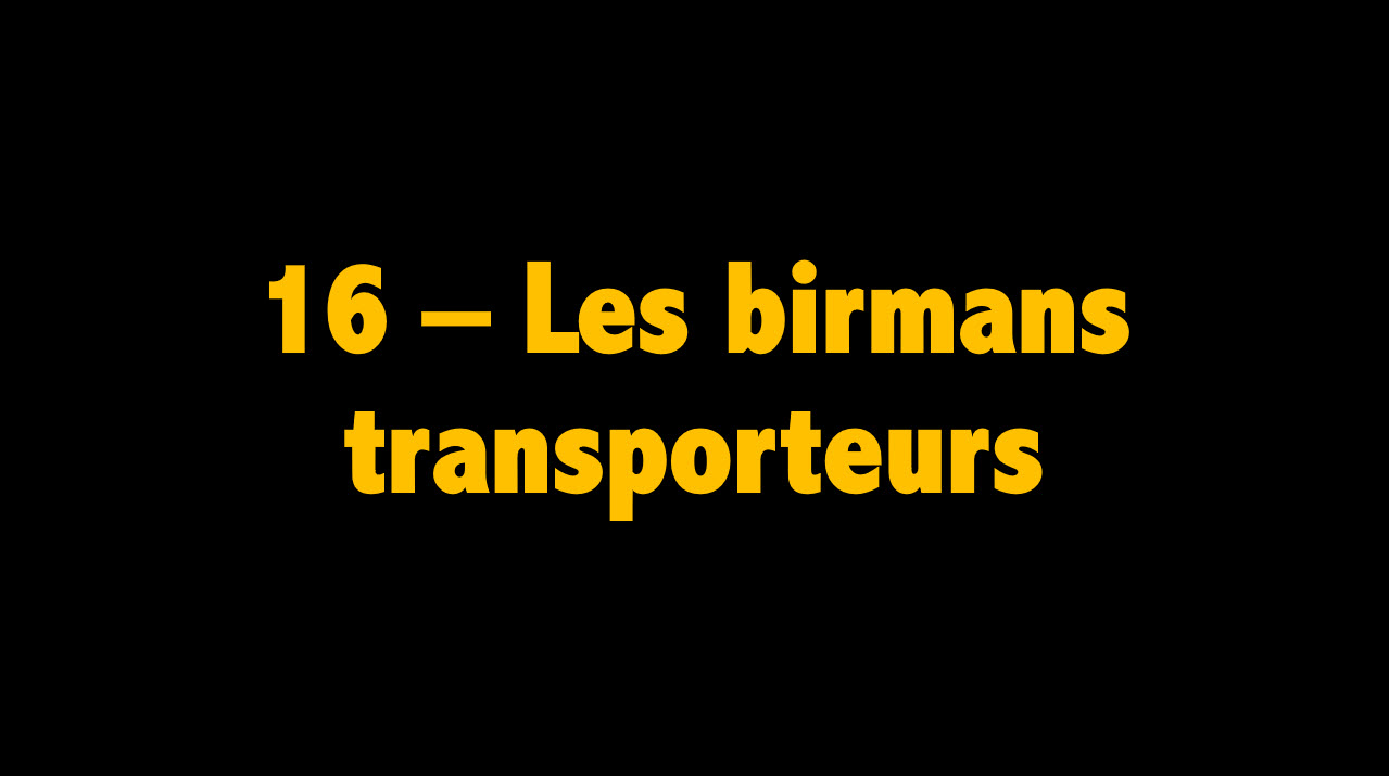 16 Les birmans transporteurs